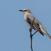 Tropical Mockingbird